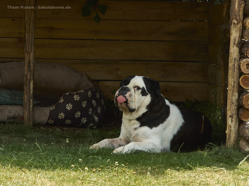 die bulldogge beim glotzen..