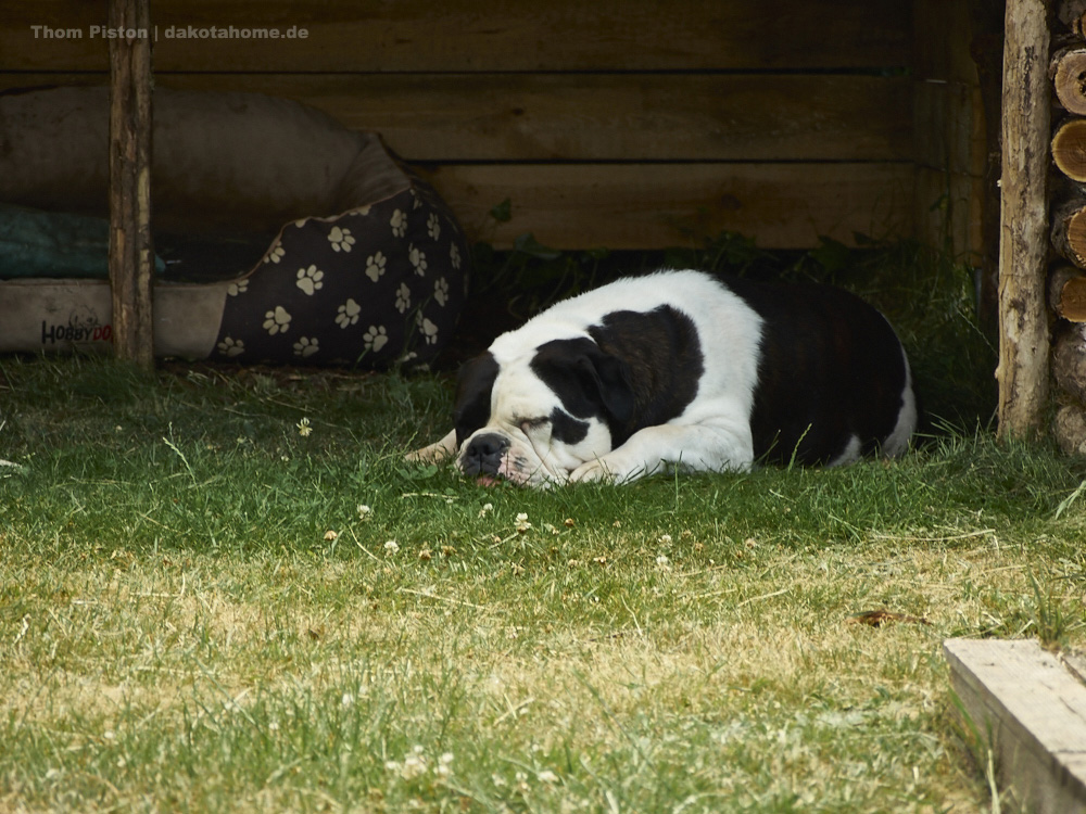 die bulldogge beim pennen..