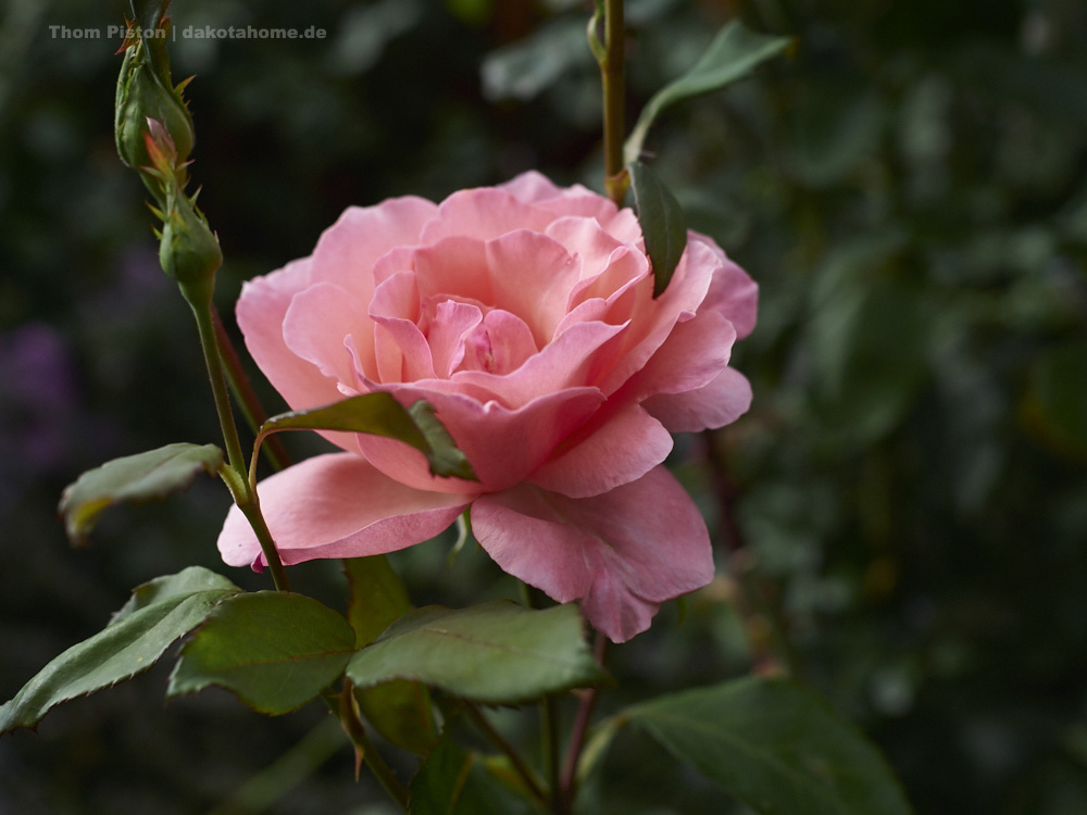 Rosen in etlichen Farben