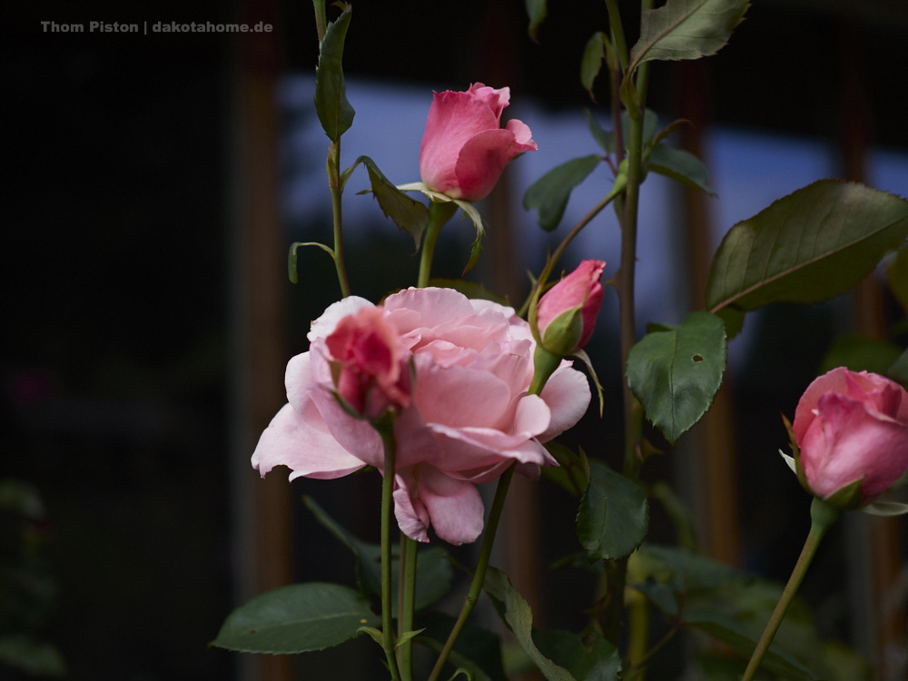 Rosen in etlichen Farben