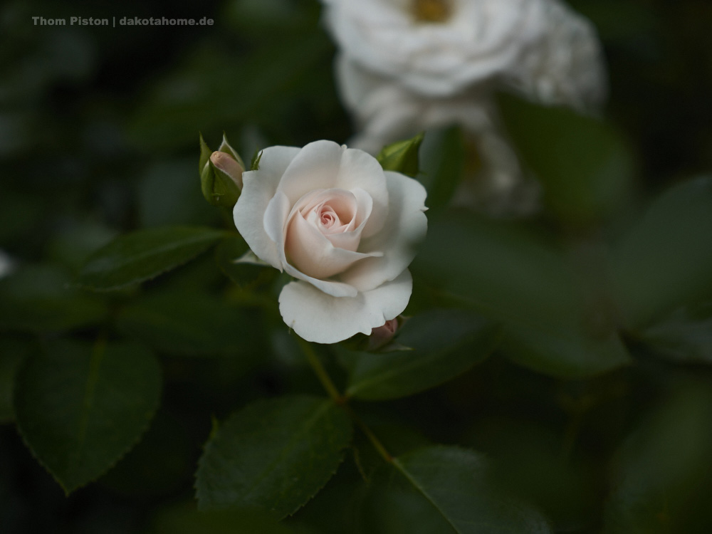 Rosen in etlichen Farben