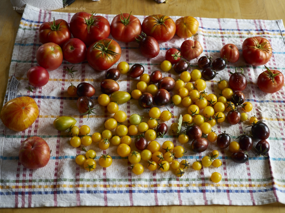 verschiedenste Sorten Tomaten...