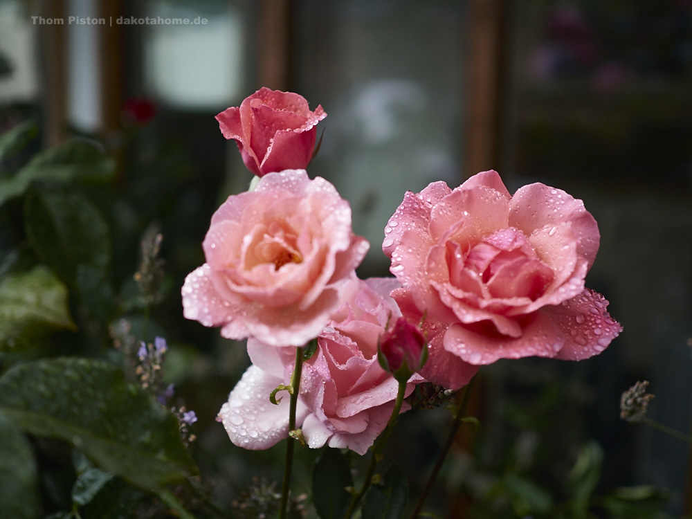 weils so schön ist..Rosen in etlichen Farben mit Regen dranne..