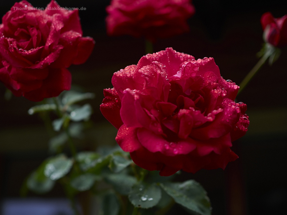 weils so schön ist..Rosen in etlichen Farben mit Regen dranne..