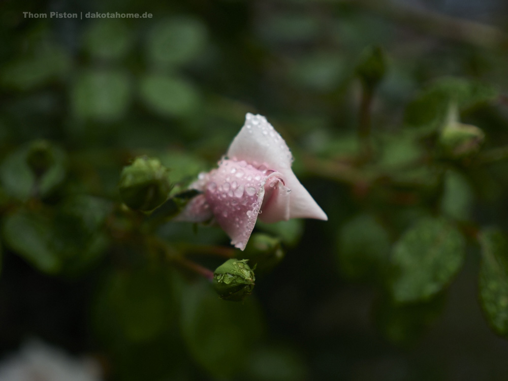 weils so schön ist..Rosen in etlichen Farben mit Regen dranne..