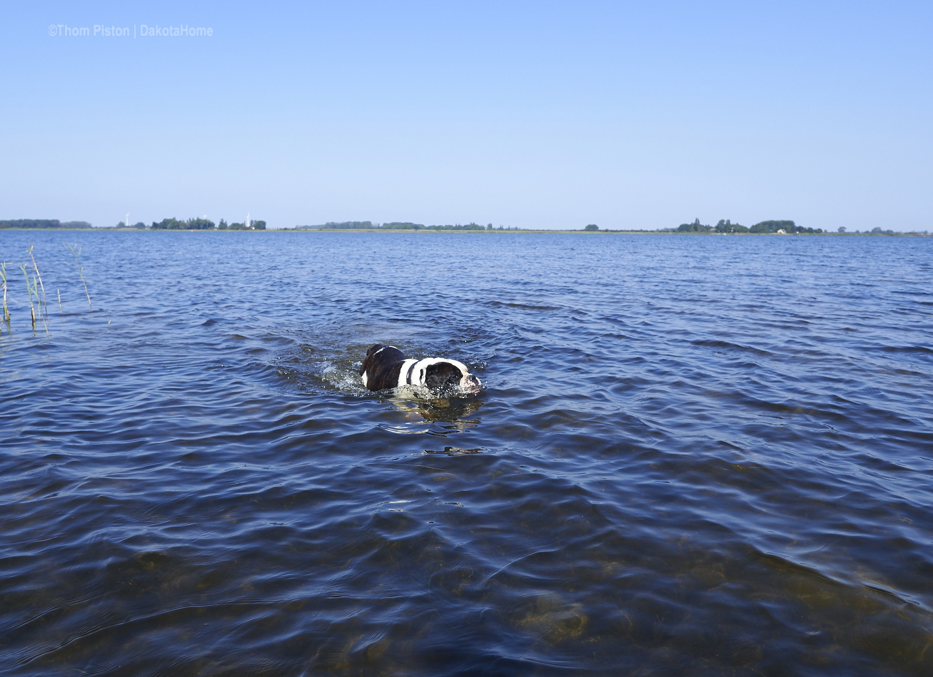 bulldogge im wasser