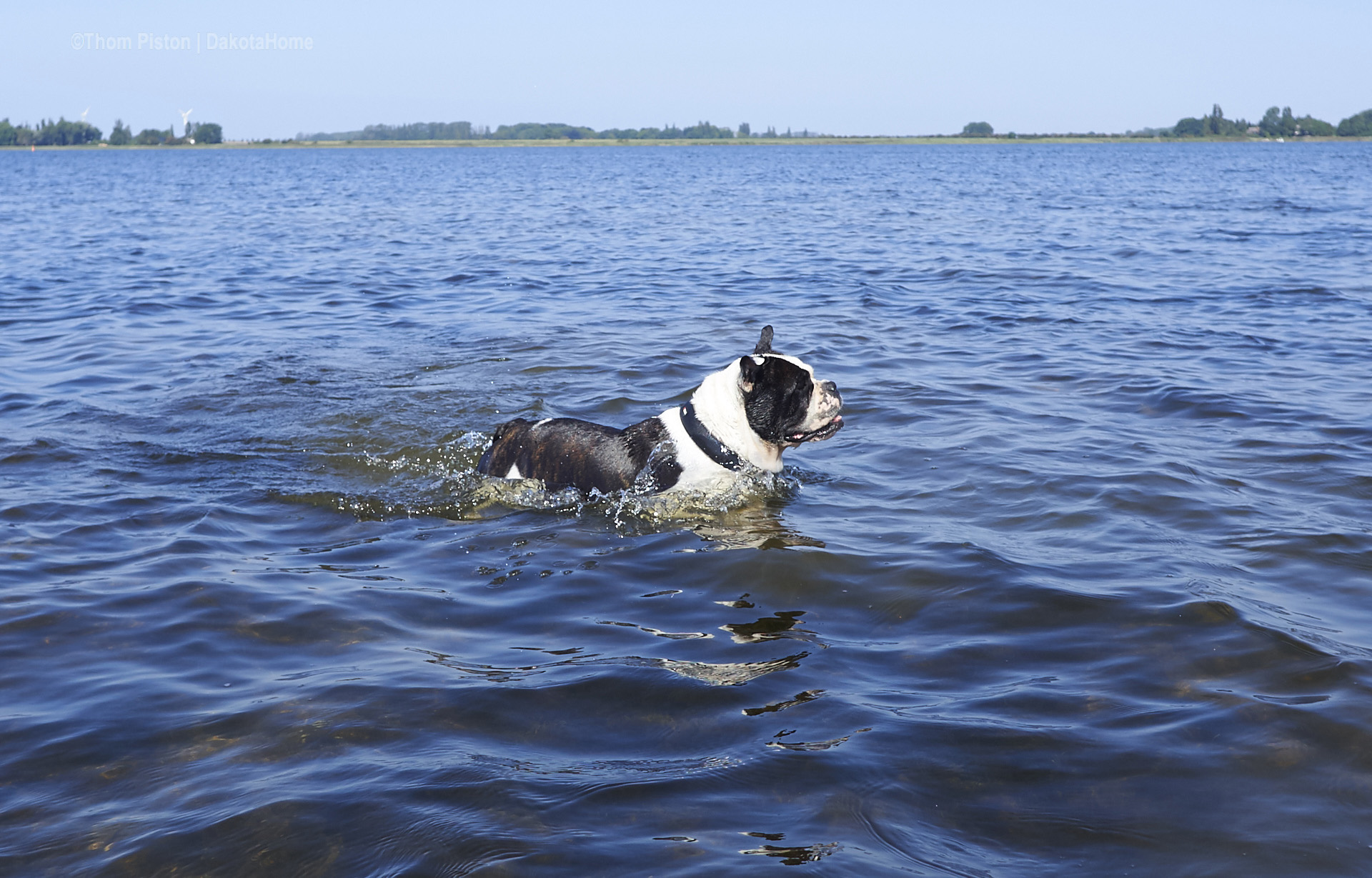 die Bulldogge im Paradise