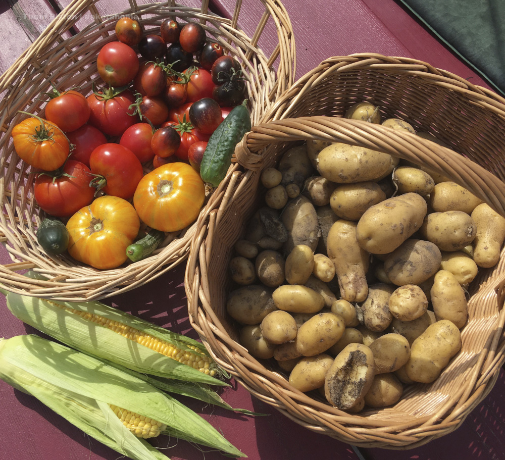 Ernte Mitte August, Dakota Home, 2019, omaten, Kartoffeln, Bohnen