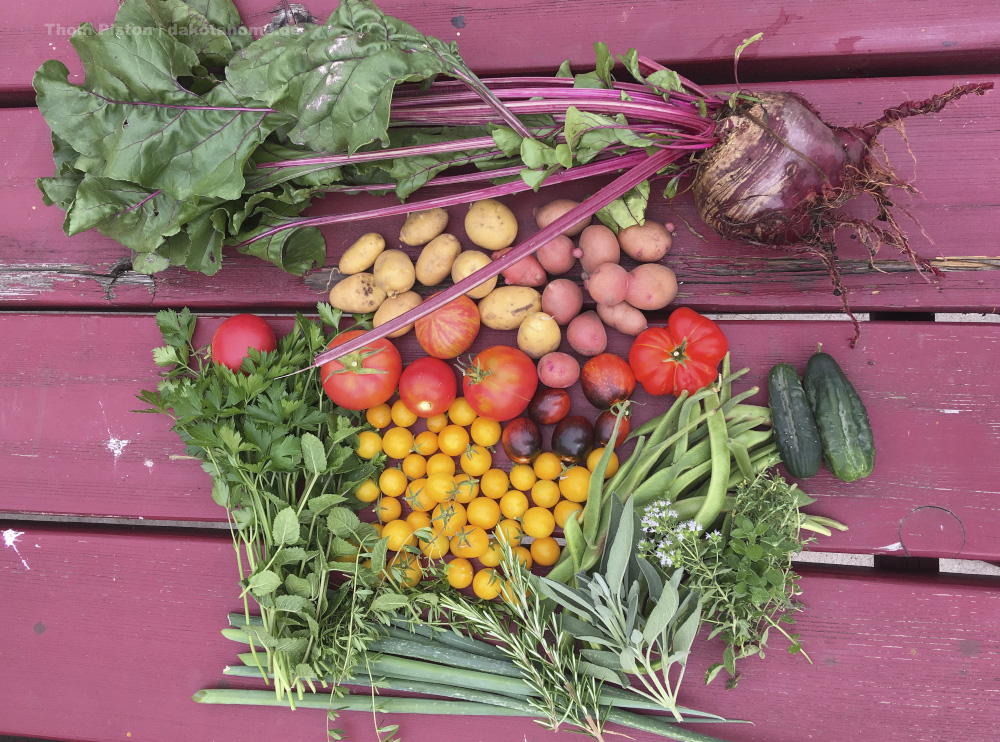 Ernte Mitte August, Dakota Home, 2019, omaten, Kartoffeln, Bohnen