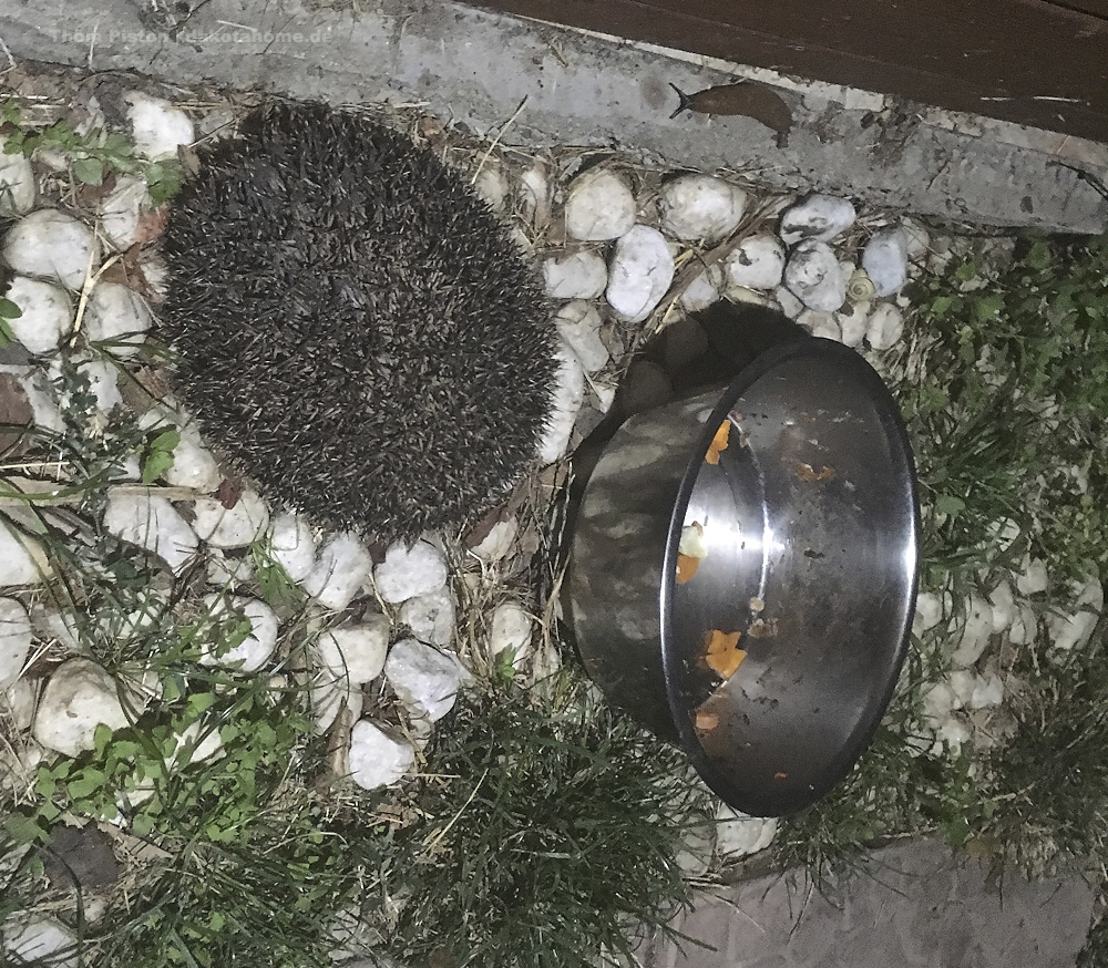 Alwin und seine Reste im Napf...schön den Igel mal wieder gesehn zu haben..über die Nacktschnecken freuen wir uns weniger...