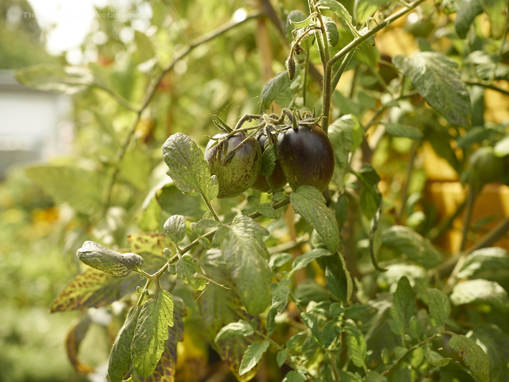 Tomaten