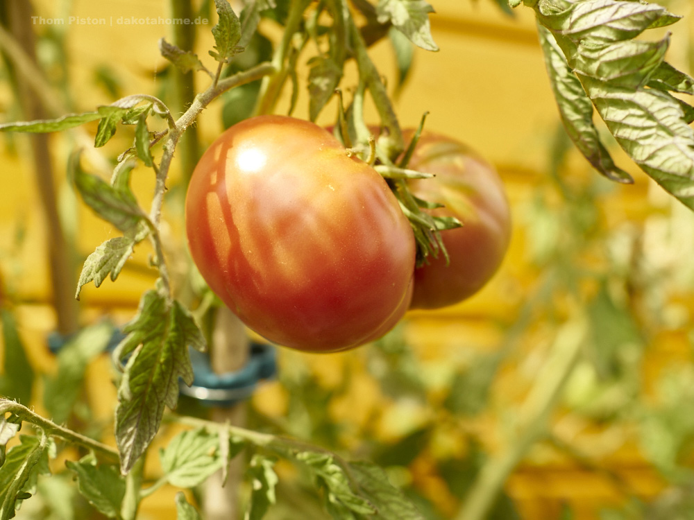 und andere Tomaten..(irgendwie zich verschiedene Sorten)