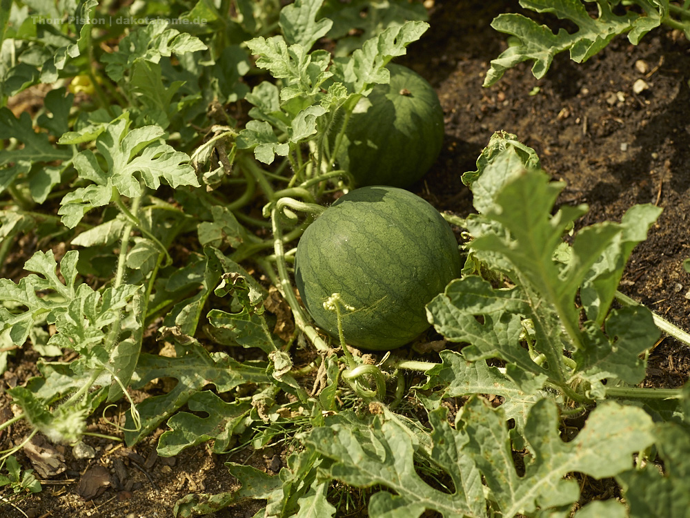 Melonen am Mais