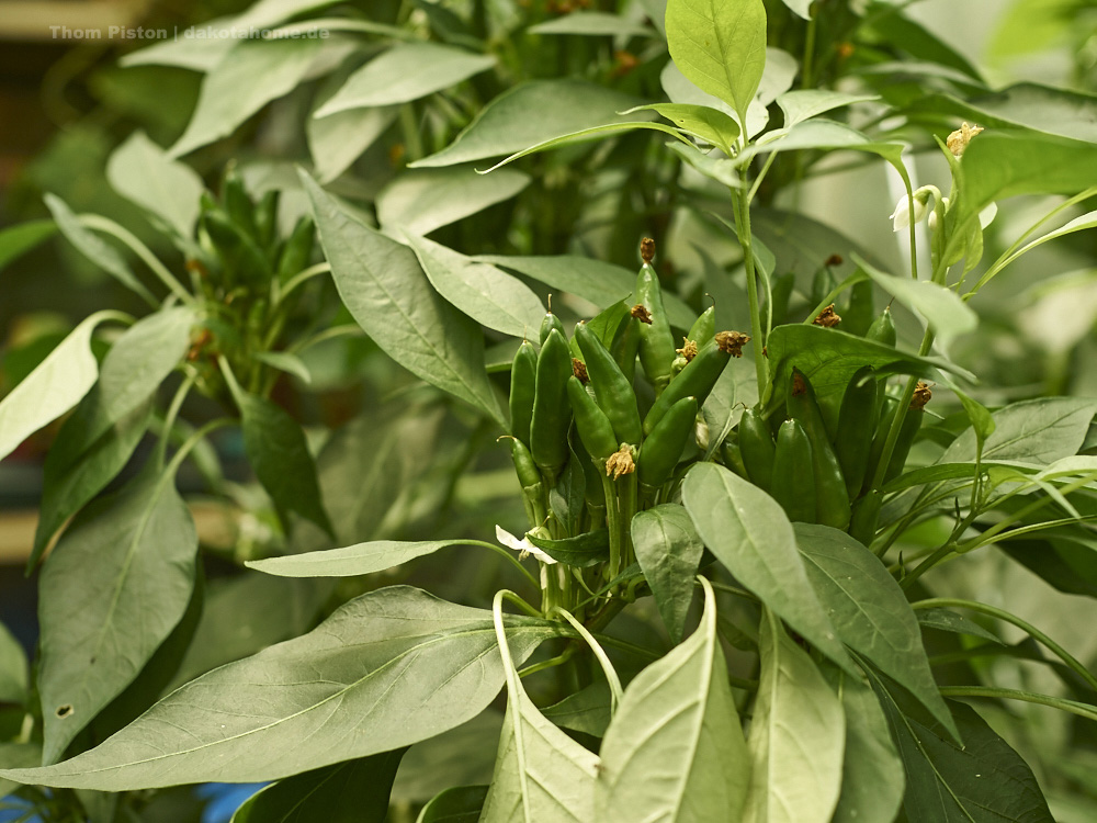 unsere geliebten PATEN chillis..diesmal nicht so irrsinnig viel wie voriges Jahr