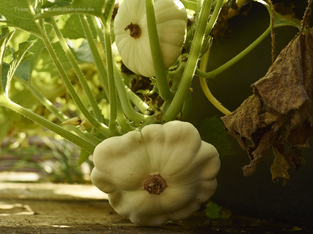 Alwin frisst diese zucchinis ganz gerne..