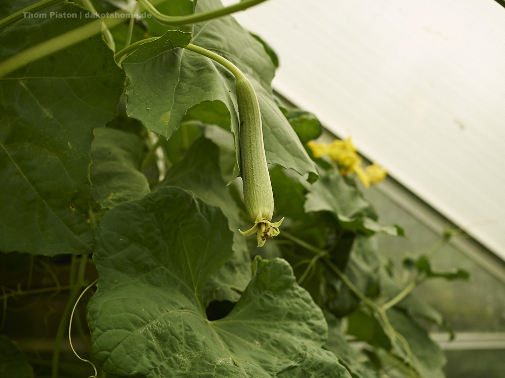 unsere Badeschwämme legen jetzte auch los (Luffa Gurke)