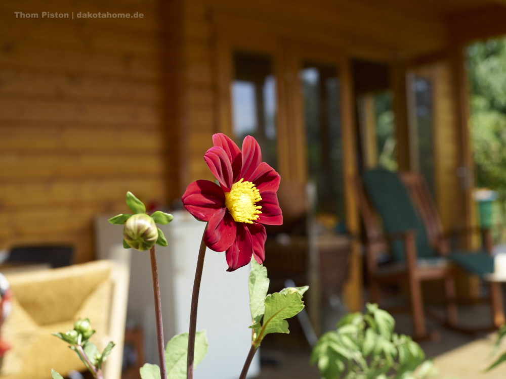 Blume an der Ponderosa, Brandenburg, August 2019