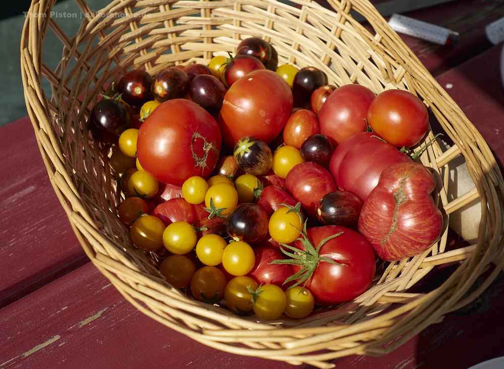 Tomaten aus dem selbstversorger garten in brandenburg