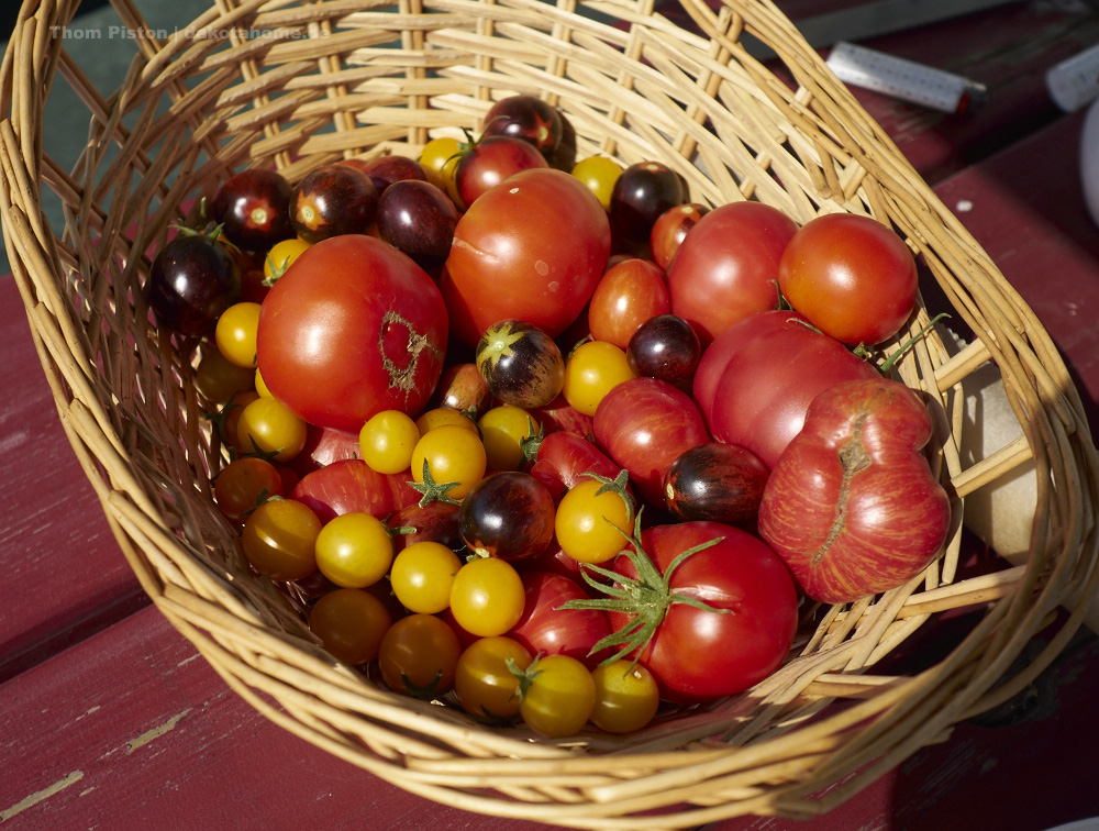 Tomaten..in rauhen massen, Ende September 2019, Dakota Home