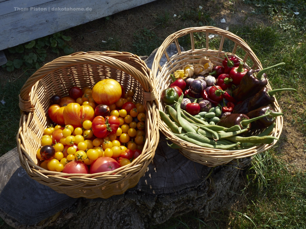 Ernte 2019, Gartenleben im Dakota Home