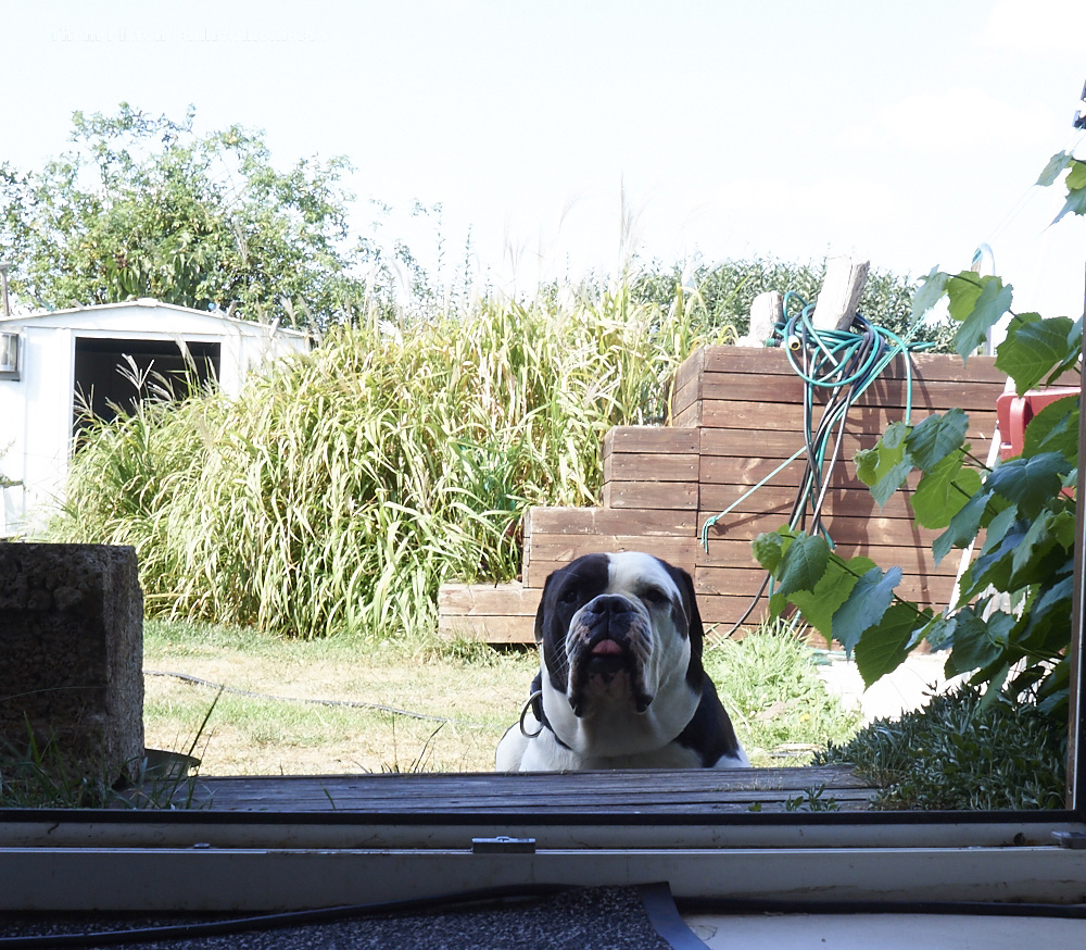 die Old British Bulldog kann langsam Zuccini nicht mehr sehen..huaaa