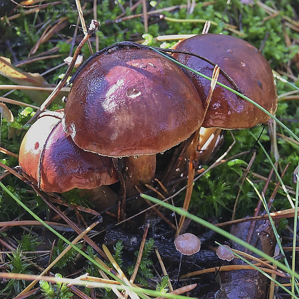 Pilze aus der umgebeung des Dakota Home, Brandenburg