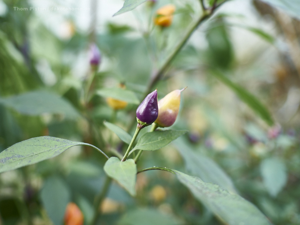 die auch nicht...kleine gemeine Chilis