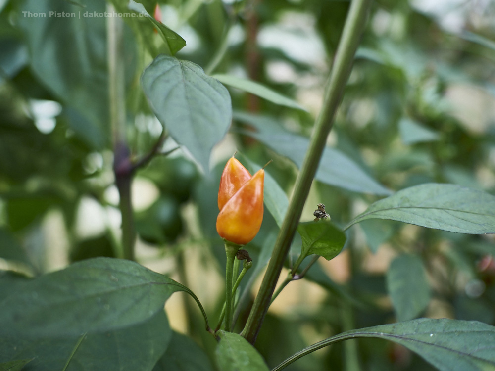 die auch nicht...kleine gemeine Chilis