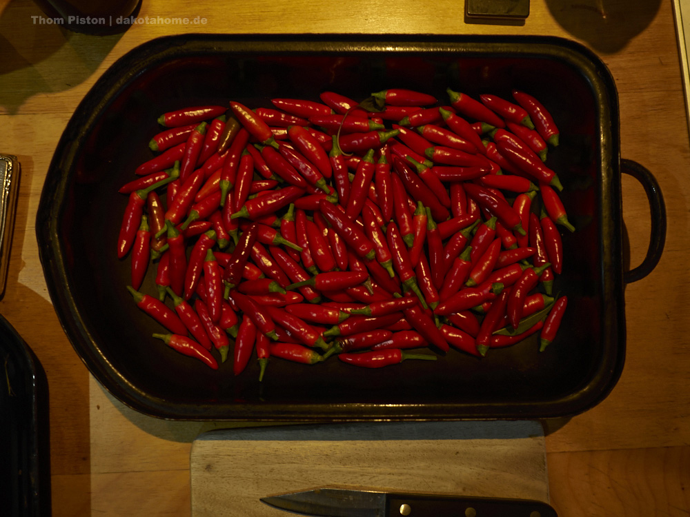 Chillis (der Pate) aus dem Gewächshaus des Dakota Home