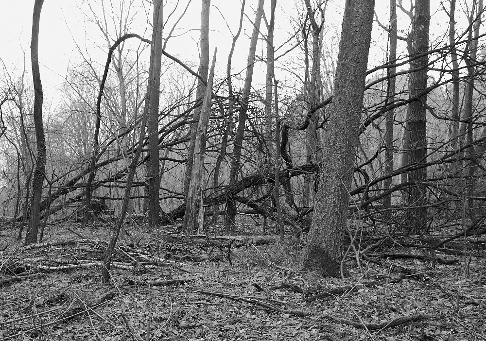 umgefallene Bäume in einem Brandenburger Wald