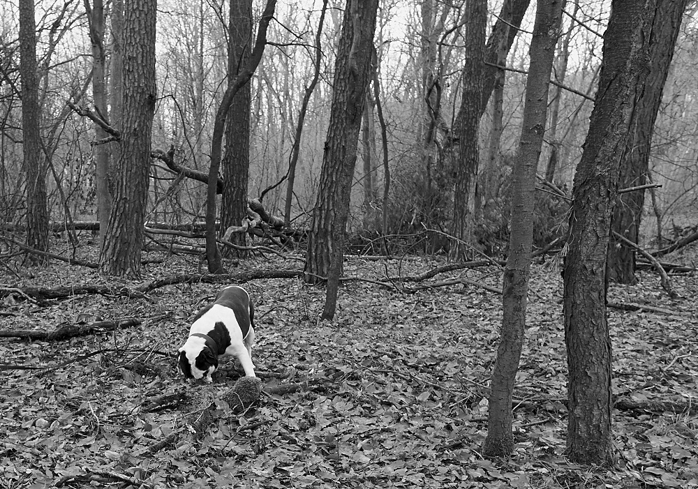 Alwin die Old Britisch Bulldog in seinem Wald