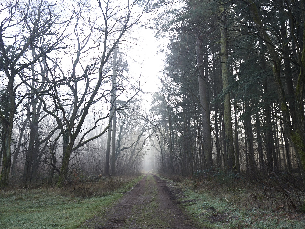 der Wald im Nebel