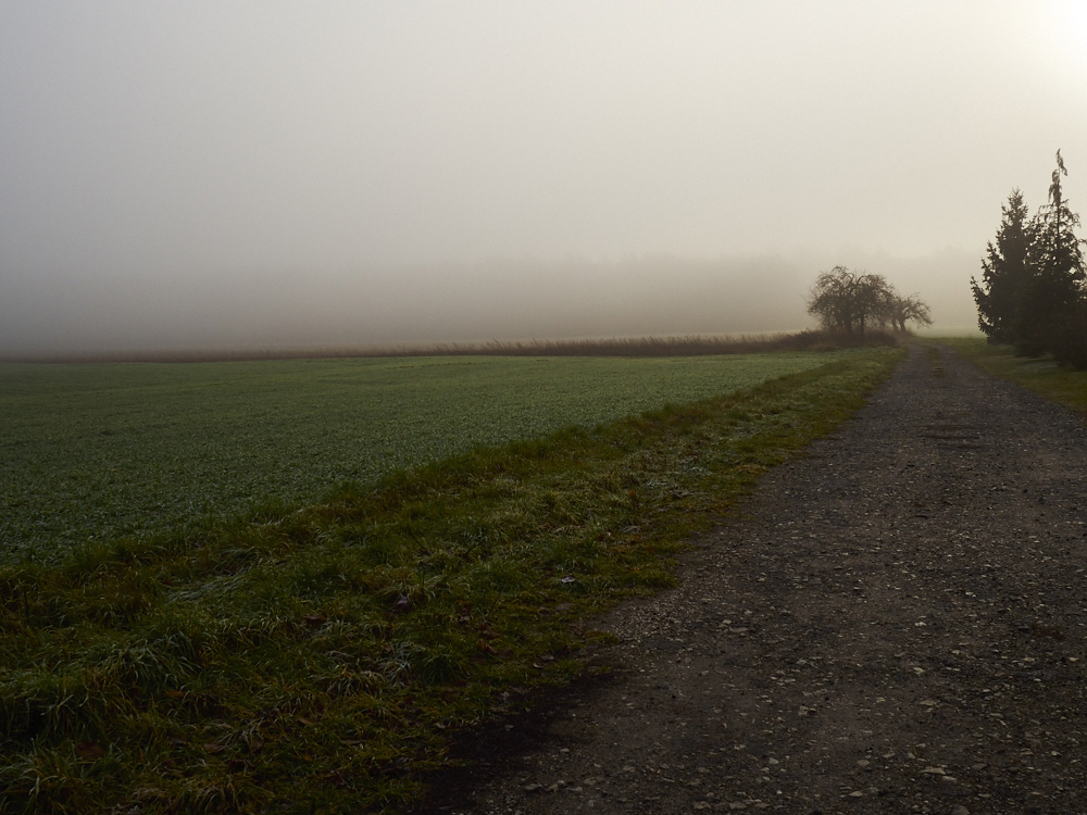 Feldweg im Nebel