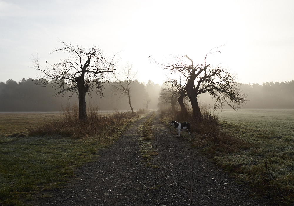 Nebel in Brandenburg