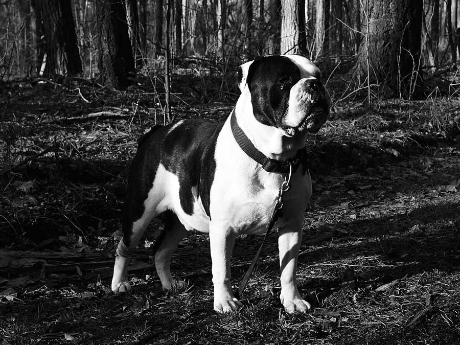 Old British Bulldog, Dakota Home