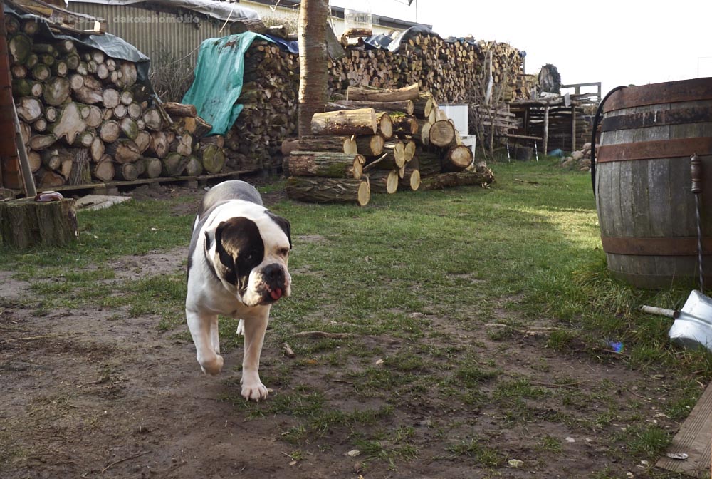 für die Bulldogge alles purer Stress..alles ist auf einmal anders..er mag veränderungen nicht sonderlich..