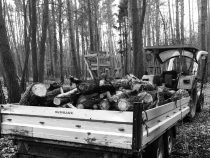 Holz im Wald holen, Sturm Sabine & Abraham