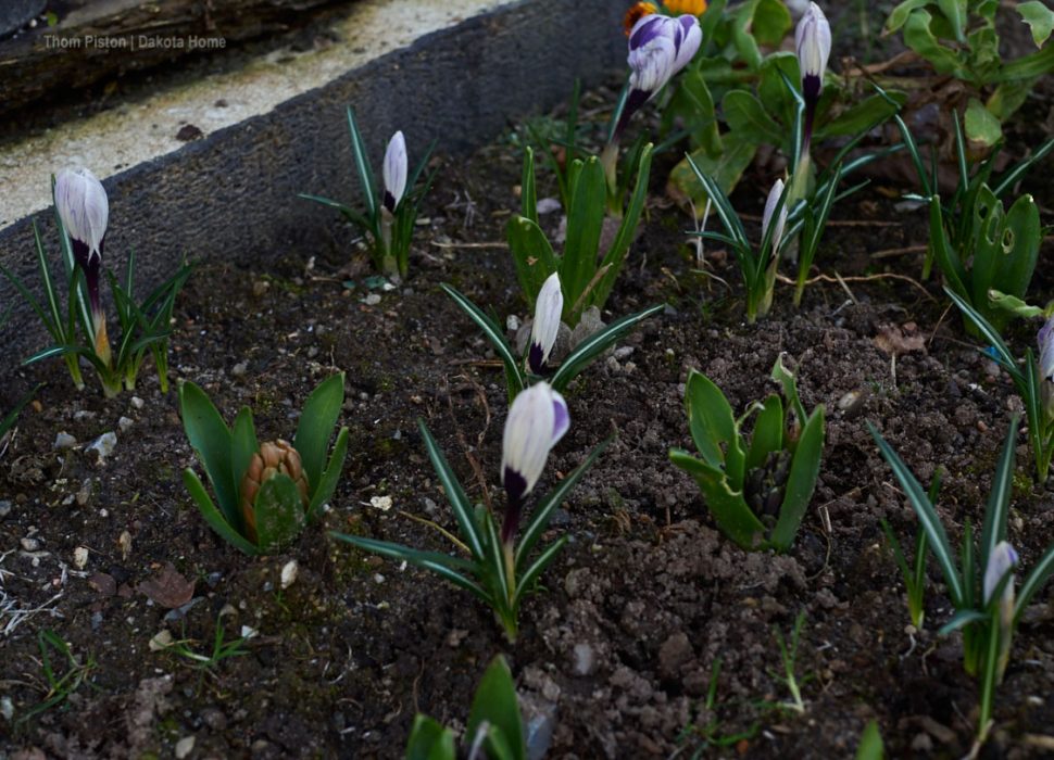 März 2020, Blumen am Dakota Home