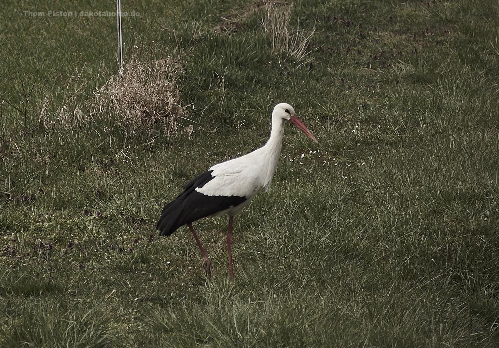 Der Storch kam dieses Jahr mit den ersten Frühlingstemperaturen am 21. März