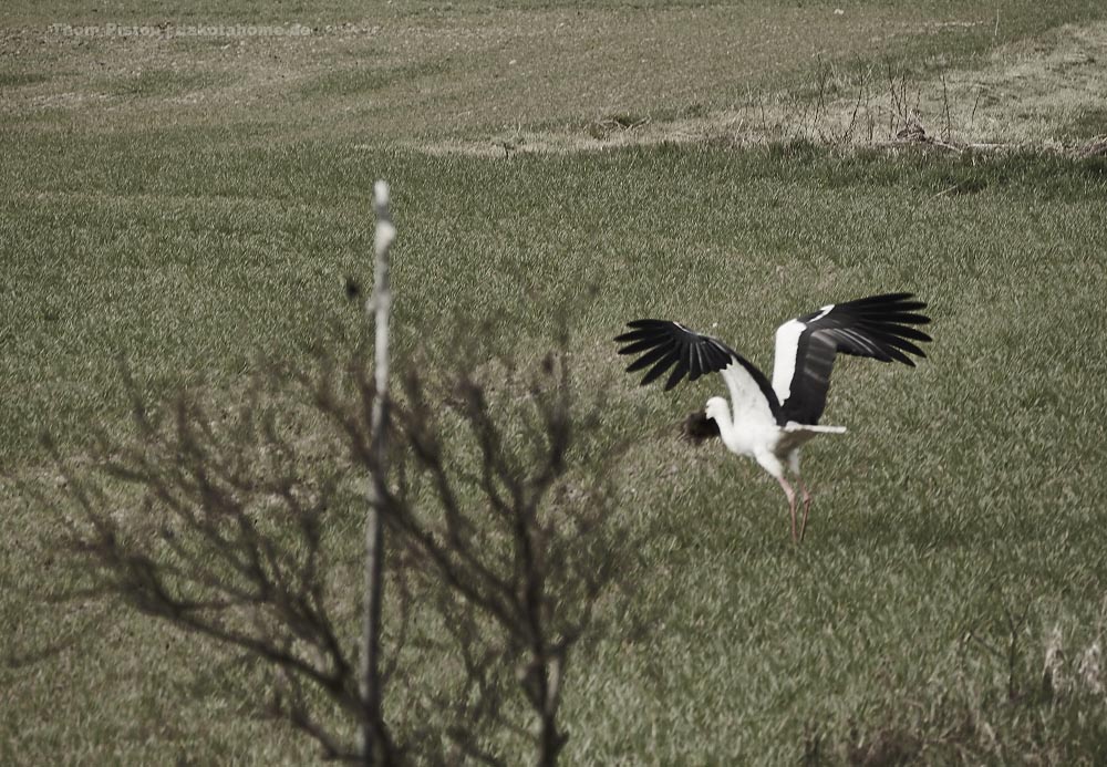 Der Storch renoviert sein Nest