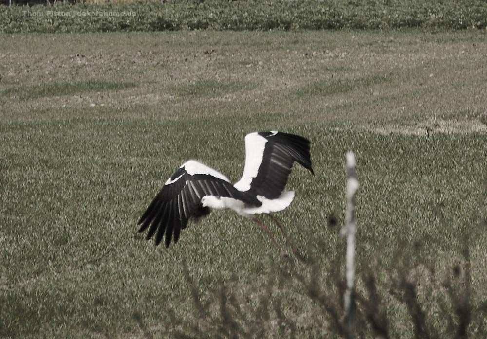 Der Storch voll beladen