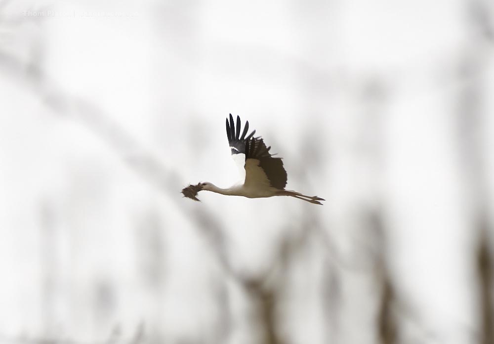 Der Storch auf dem Weg zu seinem Nest