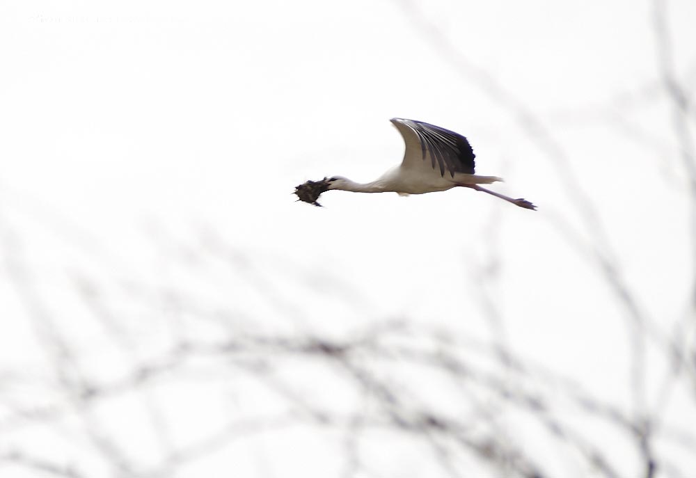 Der Storch beim Nestbau