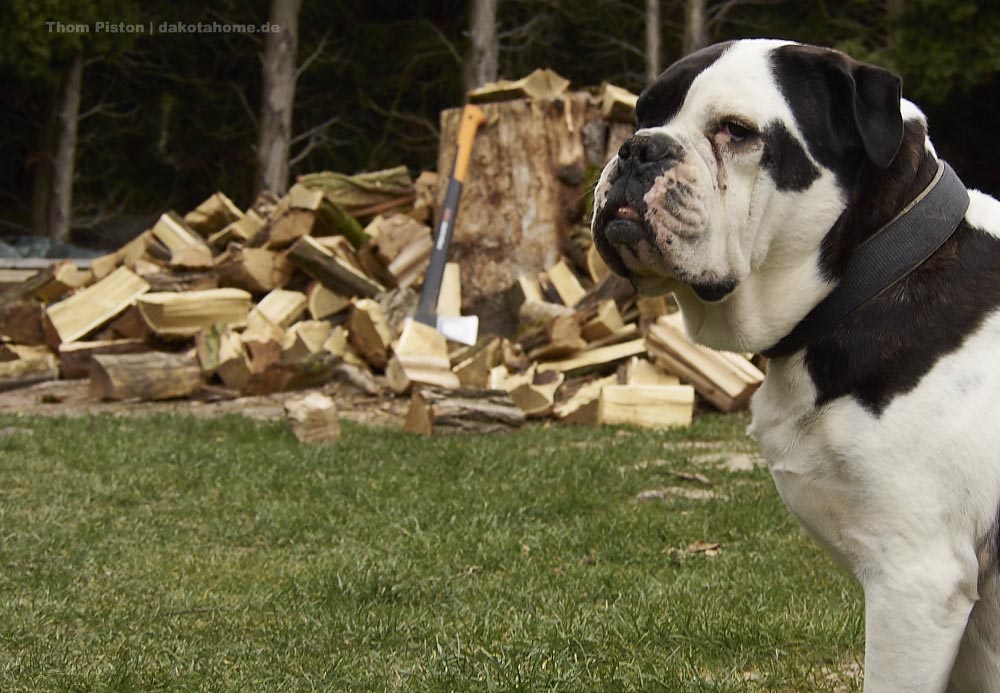 Alwin Old English Bulldog