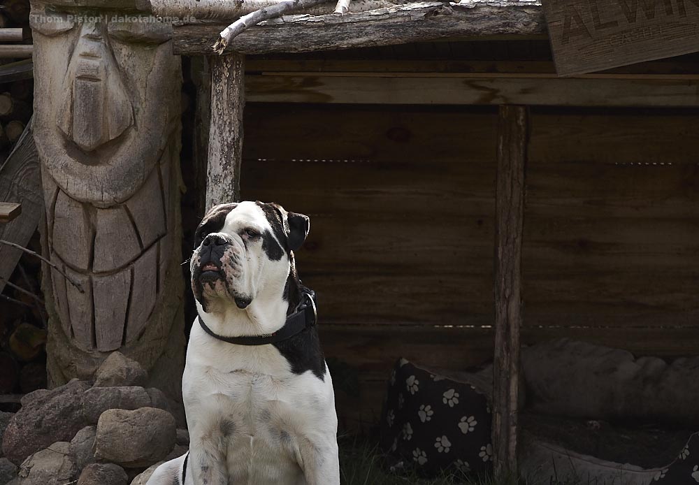 Bulldogge im Garten