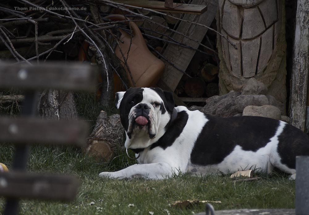 Old English Bulldog im Garten