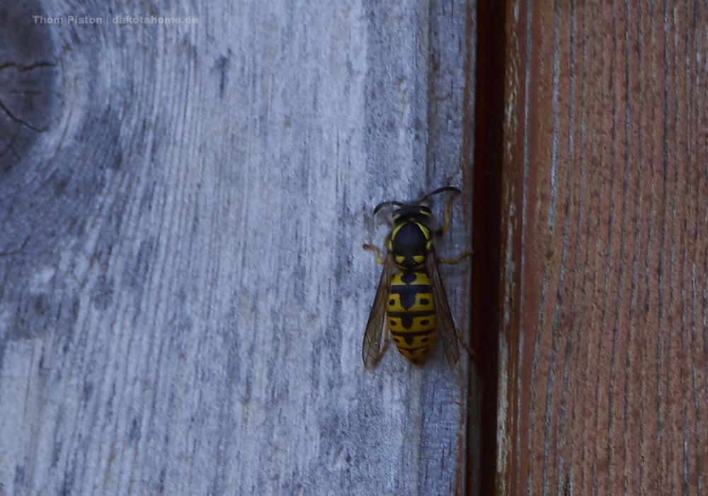 die Wespen suchen überall nach Nestbau möglichkeiten