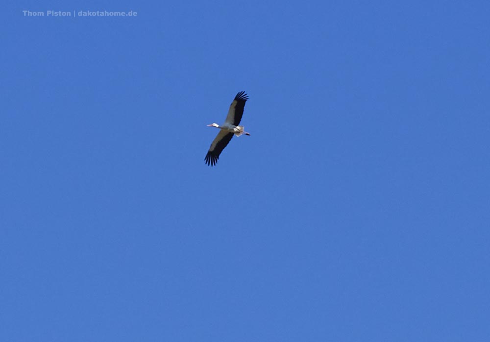 fliegender Storch in Brandenburg