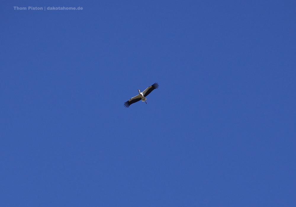 der Storch beim Nestbau im nflug aufs Feld über den Dakota Home