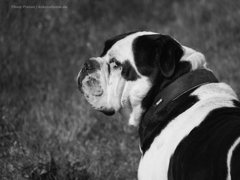 Alwin, die Beste Bulldogge der Welt